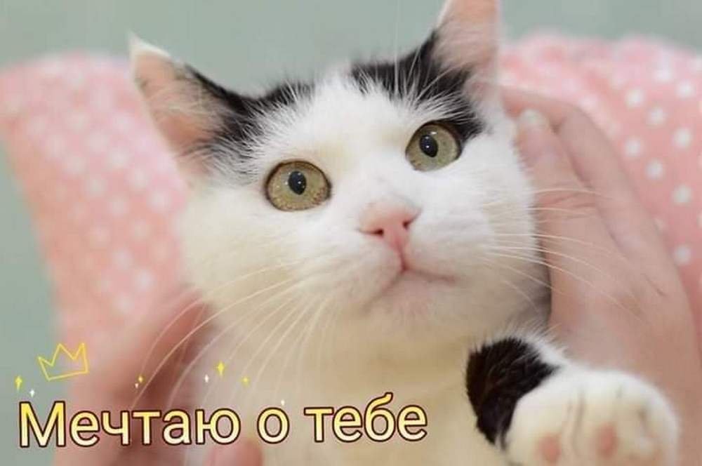 Генератор трогательности, нежности и милоты Генератор трогательности, нежности и милоты