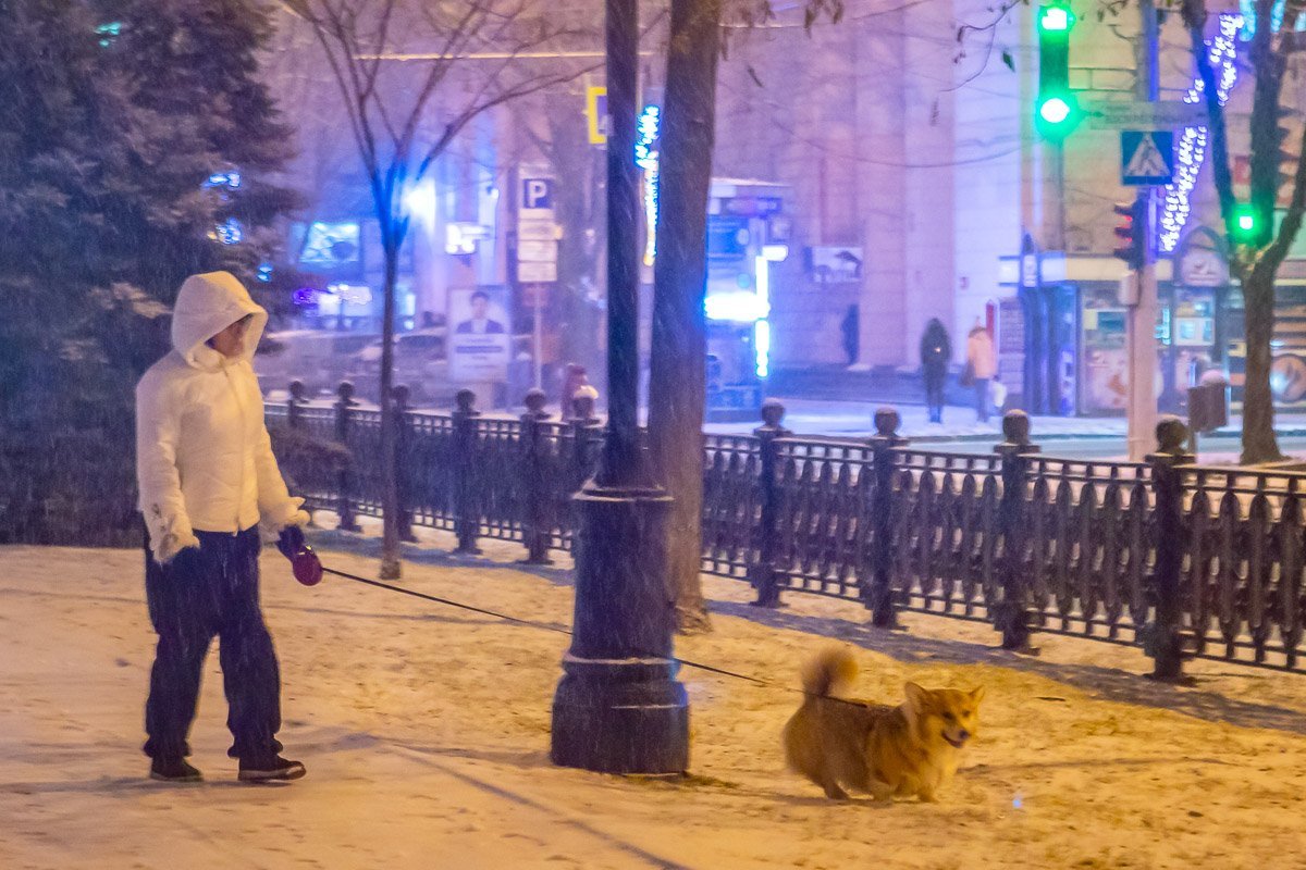 Собачки по расписанию Собачки по расписанию