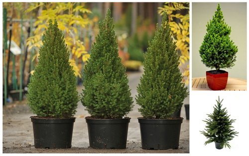 Елка в горшке Елка в горшке