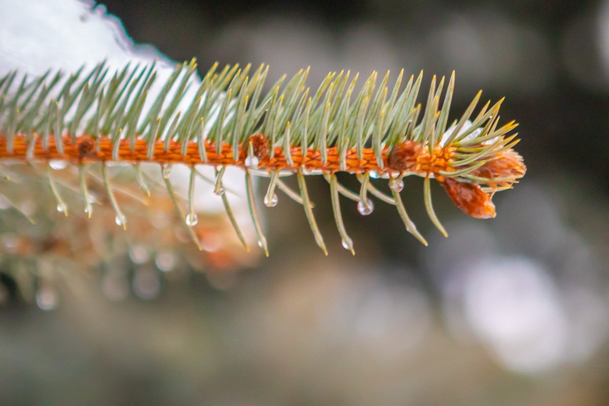 Еловые веточки Еловые веточки