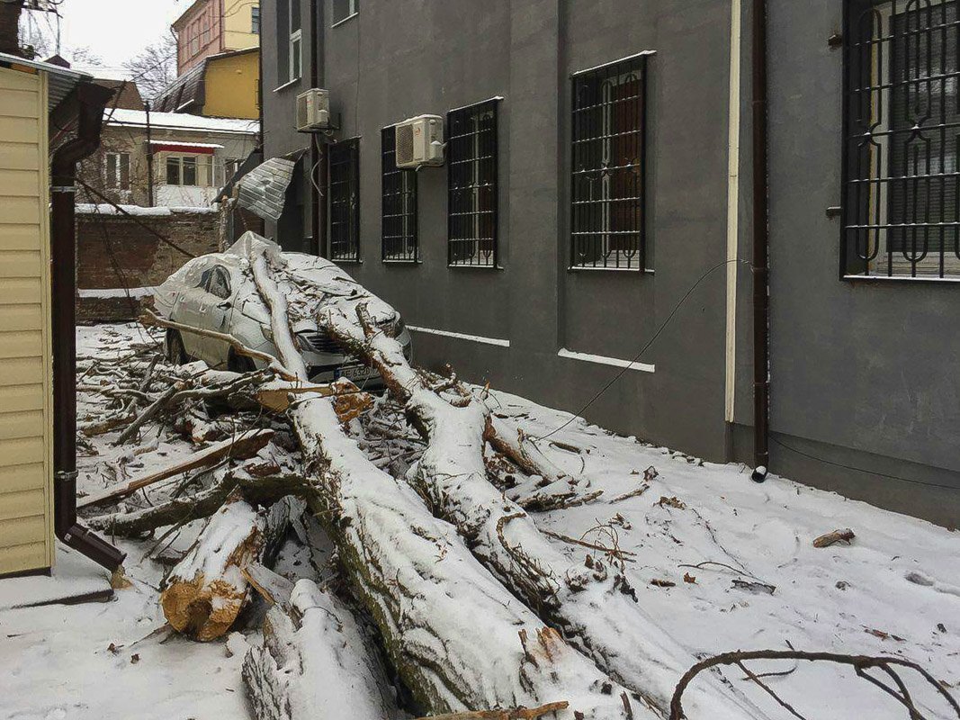 Крупное дерево "приземлилось" на иномарку Крупное дерево "приземлилось" на иномарку