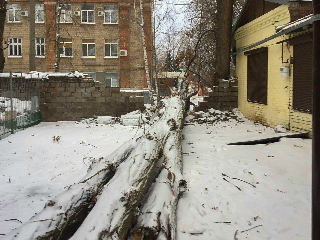 Жители дома говорят, что неоднократно просили спилить аварийное дерево Жители дома говорят, что неоднократно просили спилить аварийное дерево