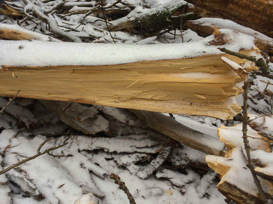 Происшествие обошлось без человеческих жертв Происшествие обошлось без человеческих жертв