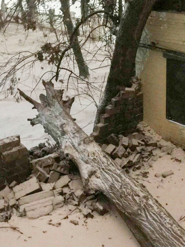 Дерево находилось на территории школы №67 Дерево находилось на территории школы №67