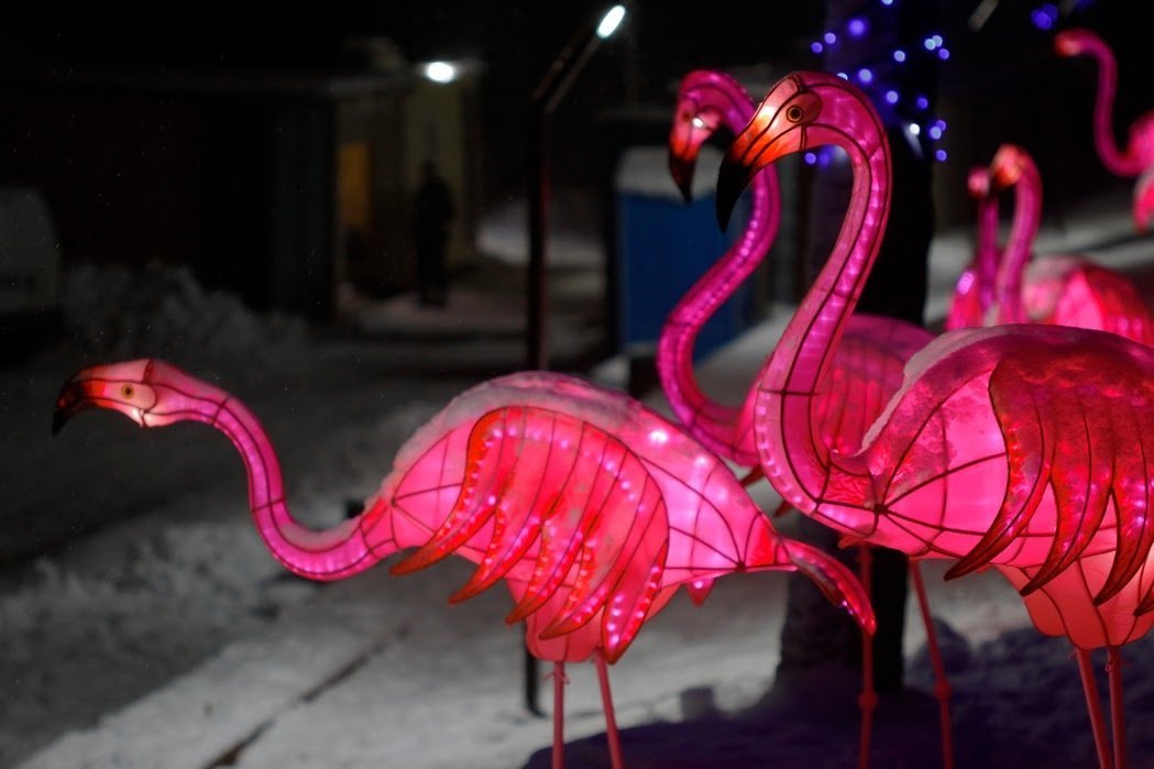 Розовый фламинго, дитя заката...