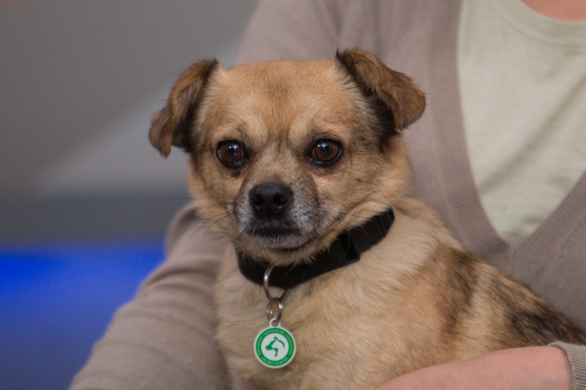 Для животных фейерверки - большой стресс Для животных фейерверки - большой стресс