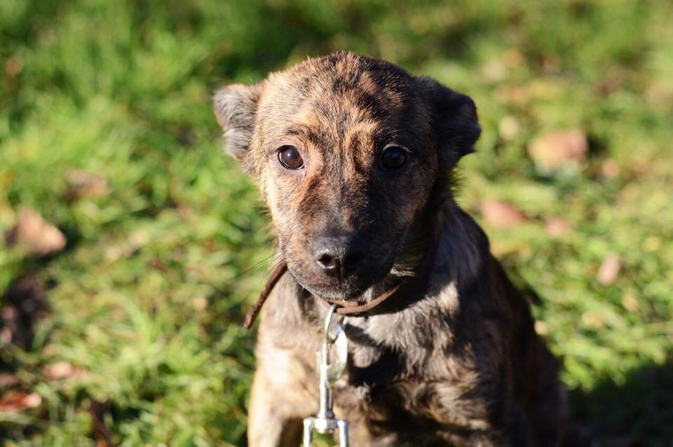 Собака Тигрик Собака Тигрик