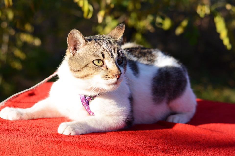 Пушистик Мэнни Пушистик Мэнни