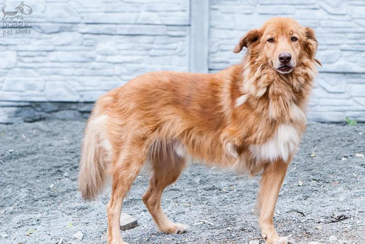 Любимый Йети Любимый Йети