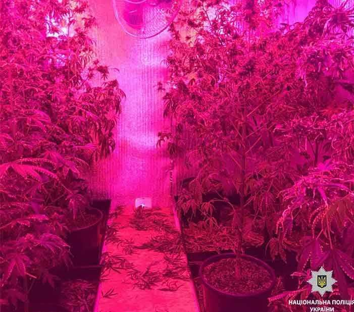 Лаборатория конопли