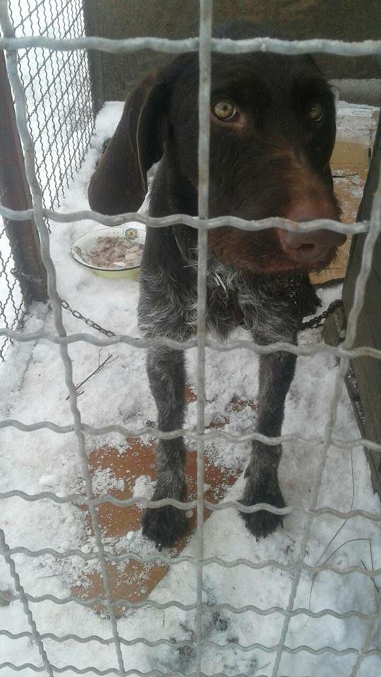 Где же хозяин?