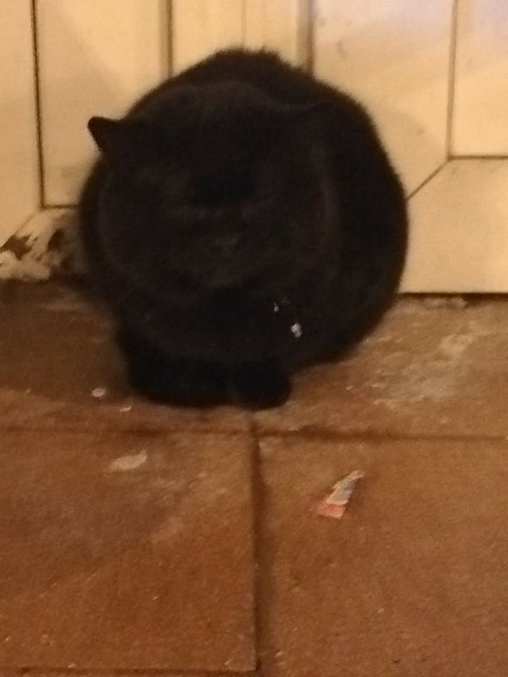 Возможно, котик выпал