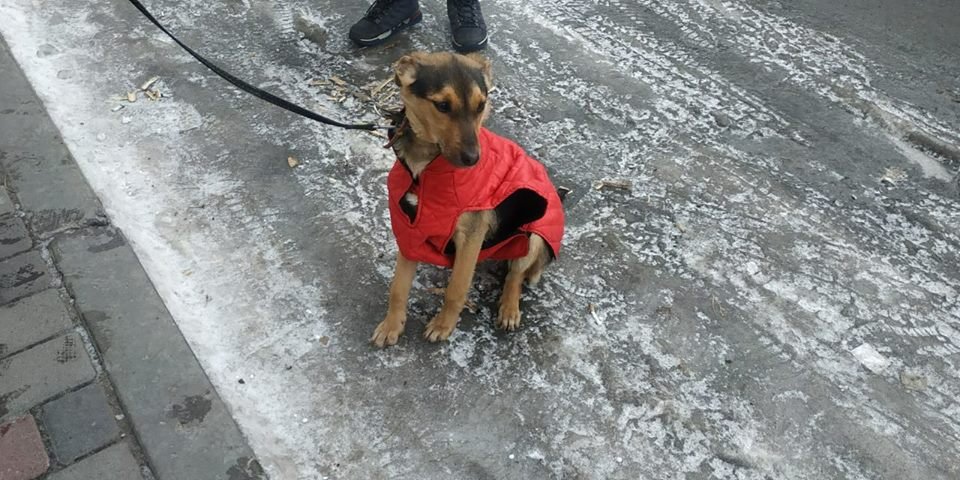 Хозяин, забери меня