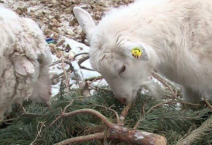 Зверушки кушают хвою