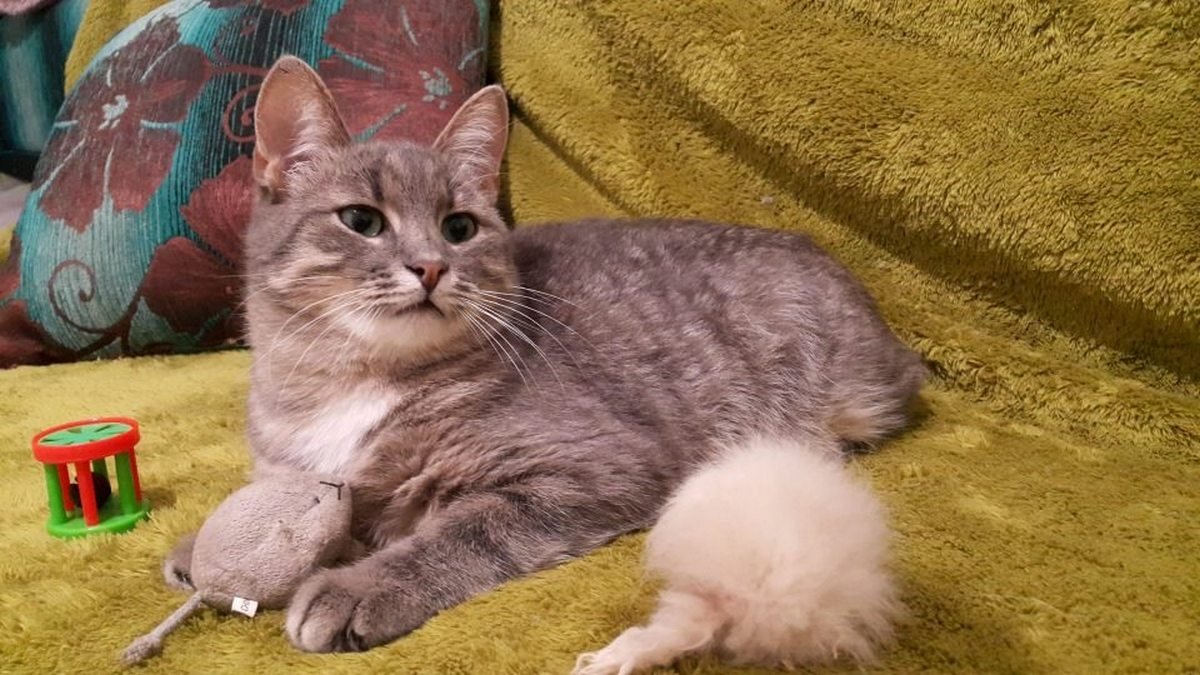 Грустный кусь все никак не найдет себе новый дом