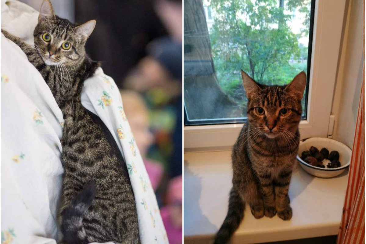 Хороший кот с небольшим пробегом. Не бит, не крашен