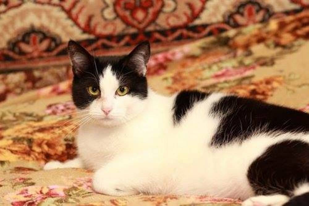 Серьезный взгляд, но невероятно любящее сердце