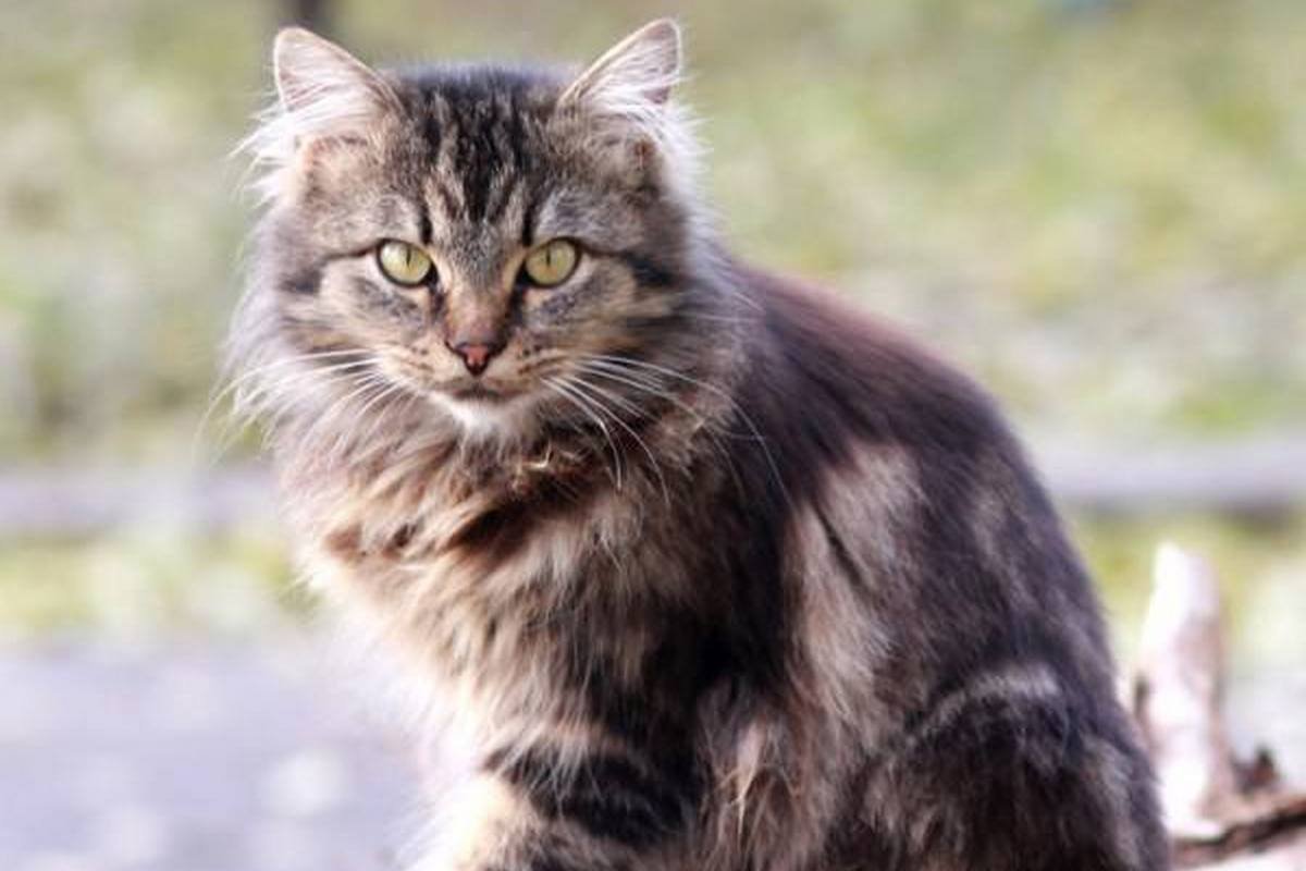 Пушистый комочек готов замурчать вас до смерти