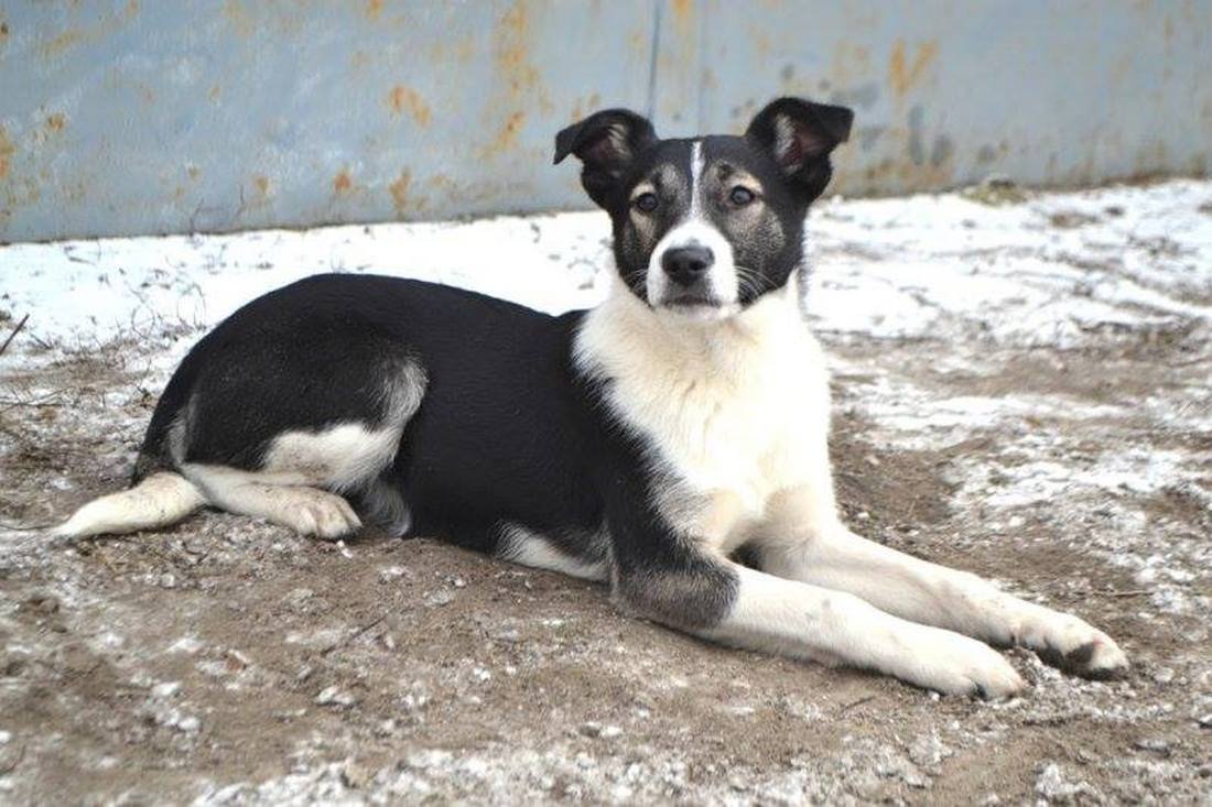 Счастье, ходящее на четырех лапах