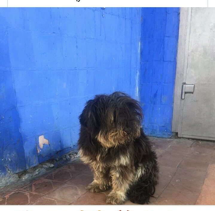 Пес хочет домой