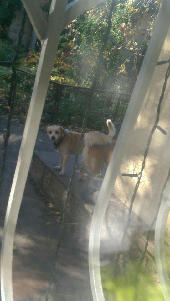 Ищут собаку