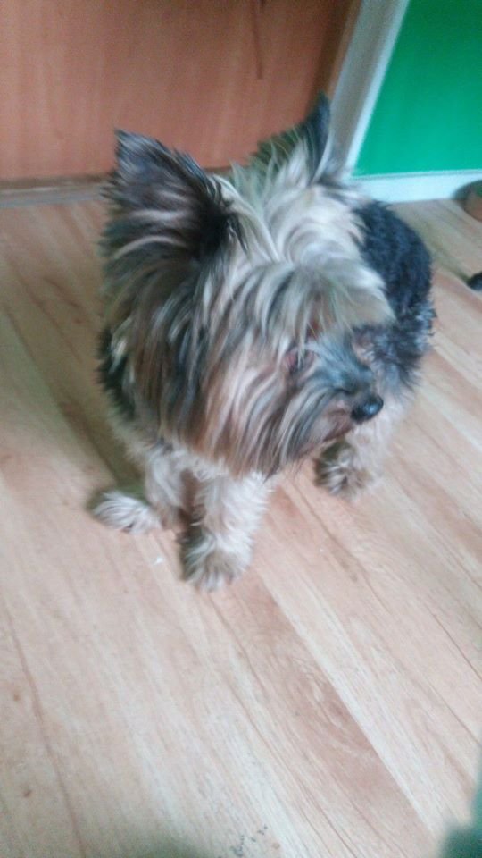 Найдись, хозяин