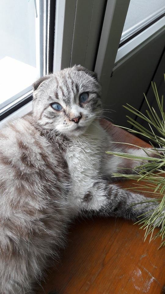 Красавчик хочет домой