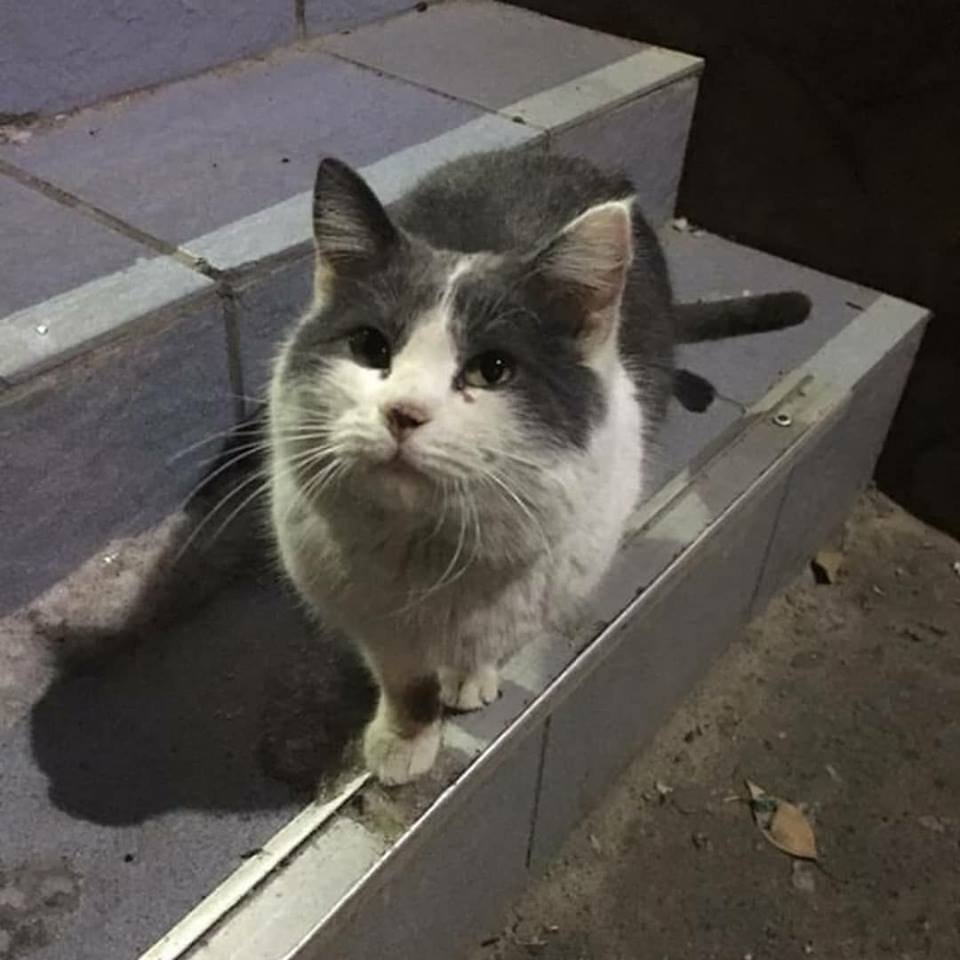 Ждет, что хозяева вернутся