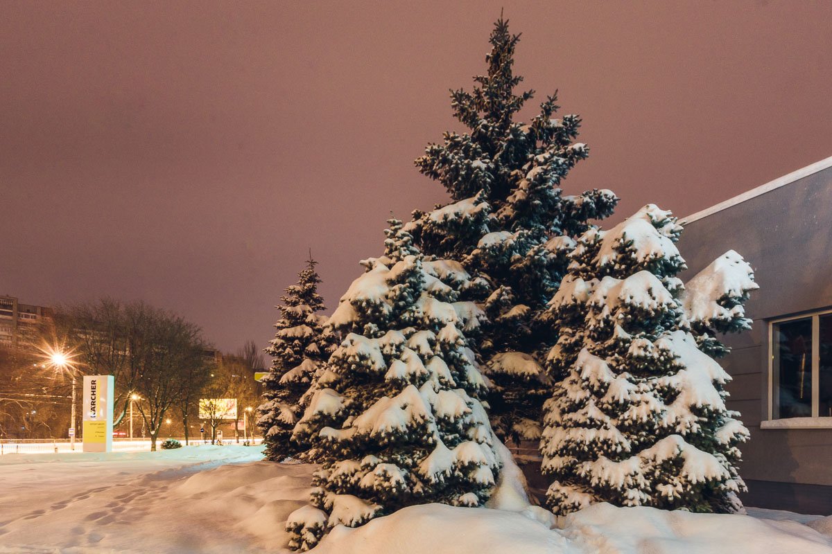 Ветки выдерживают вес снега Ветки выдерживают вес снега