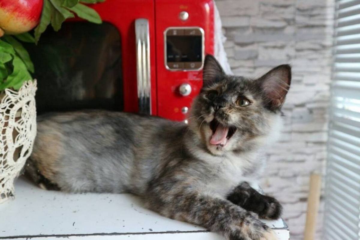 Сладкий кусь все никак не найдет себе новый дом