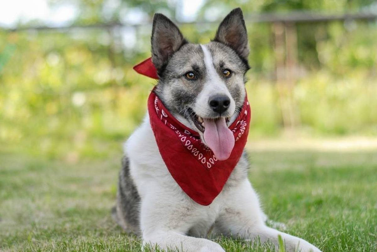 Счастье, ходящее на четырех лапах