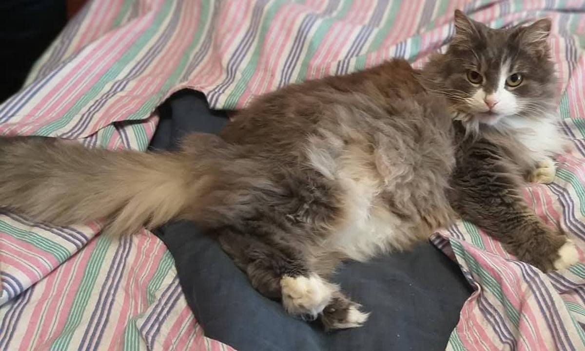 Генератор трогательности, нежности и милоты