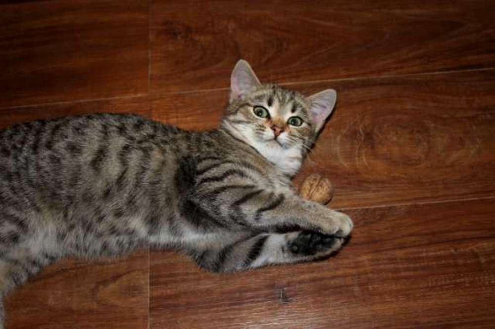 Пушистый комочек готов замурчать вас до смерти