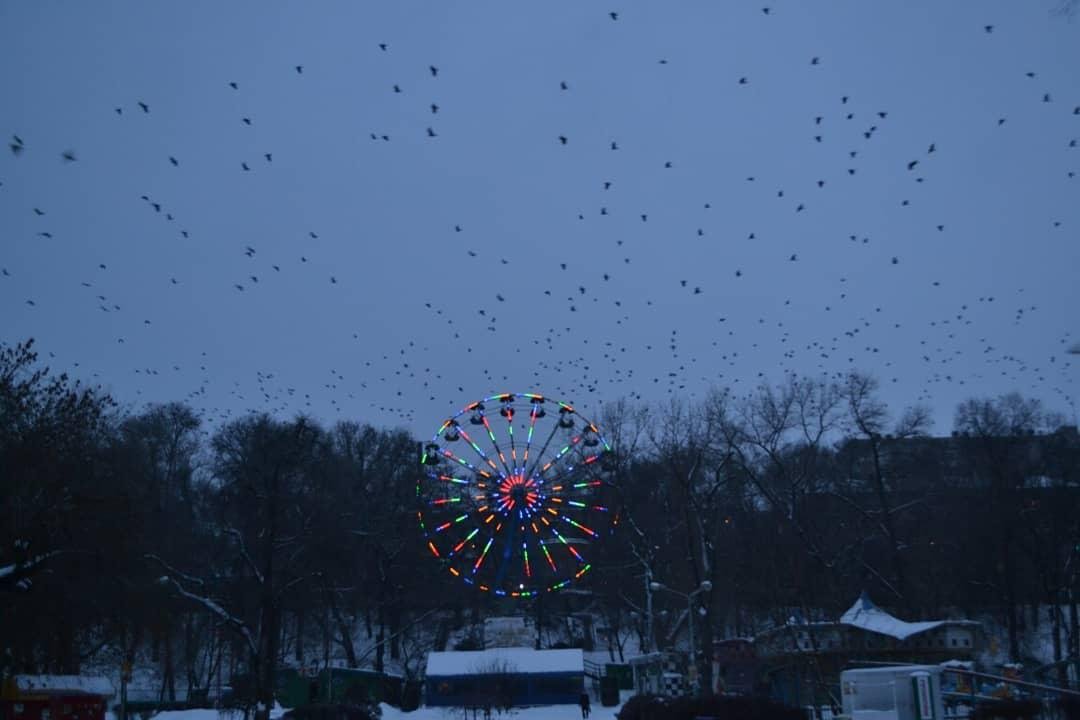 Птицы взмыли ввысь. Фото: Vladyslava Leont'ieva. 