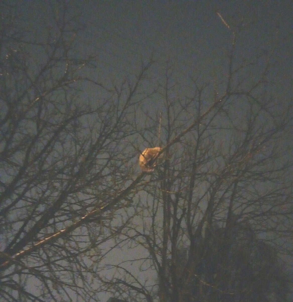 Котенок застрял на дереве Котенок застрял на дереве