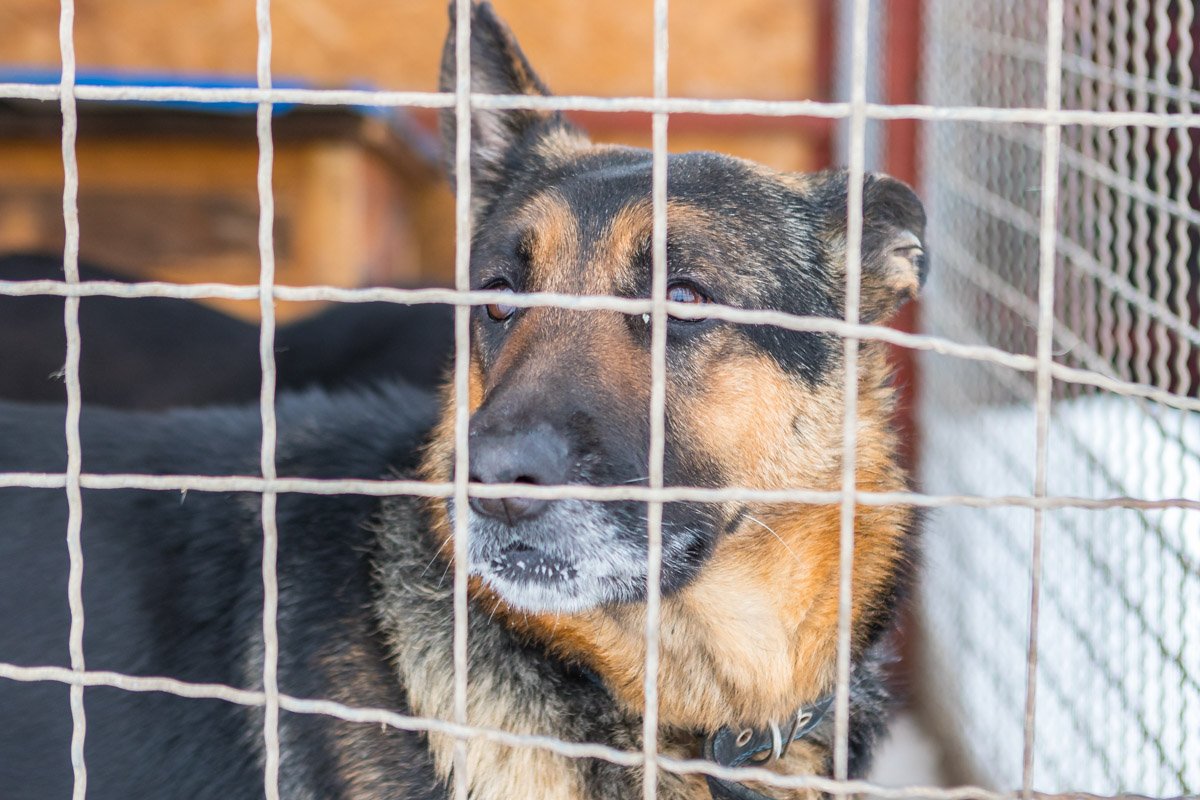 Овчарик тоже ищет дом