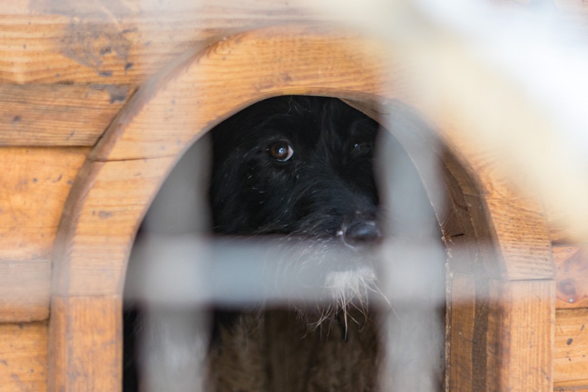 Некоторых собак вернули, теперь они меньше доверяют людям