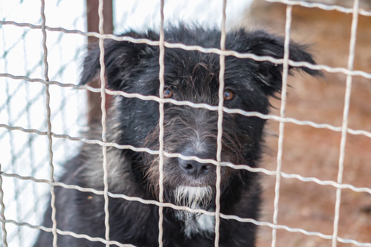 Малыш хочет быть домашним