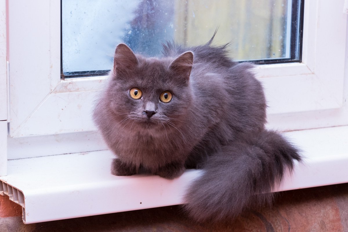 Может сидеть на вашем подоконнике