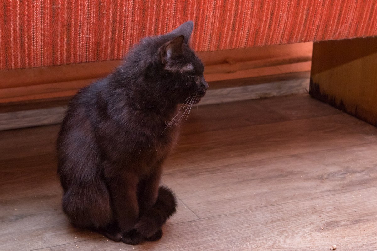 Такие котики любят еще больше