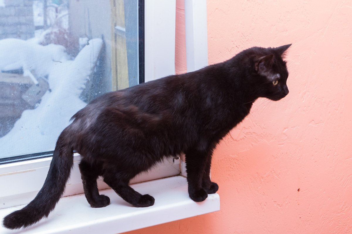 Вот кого вам не хватало