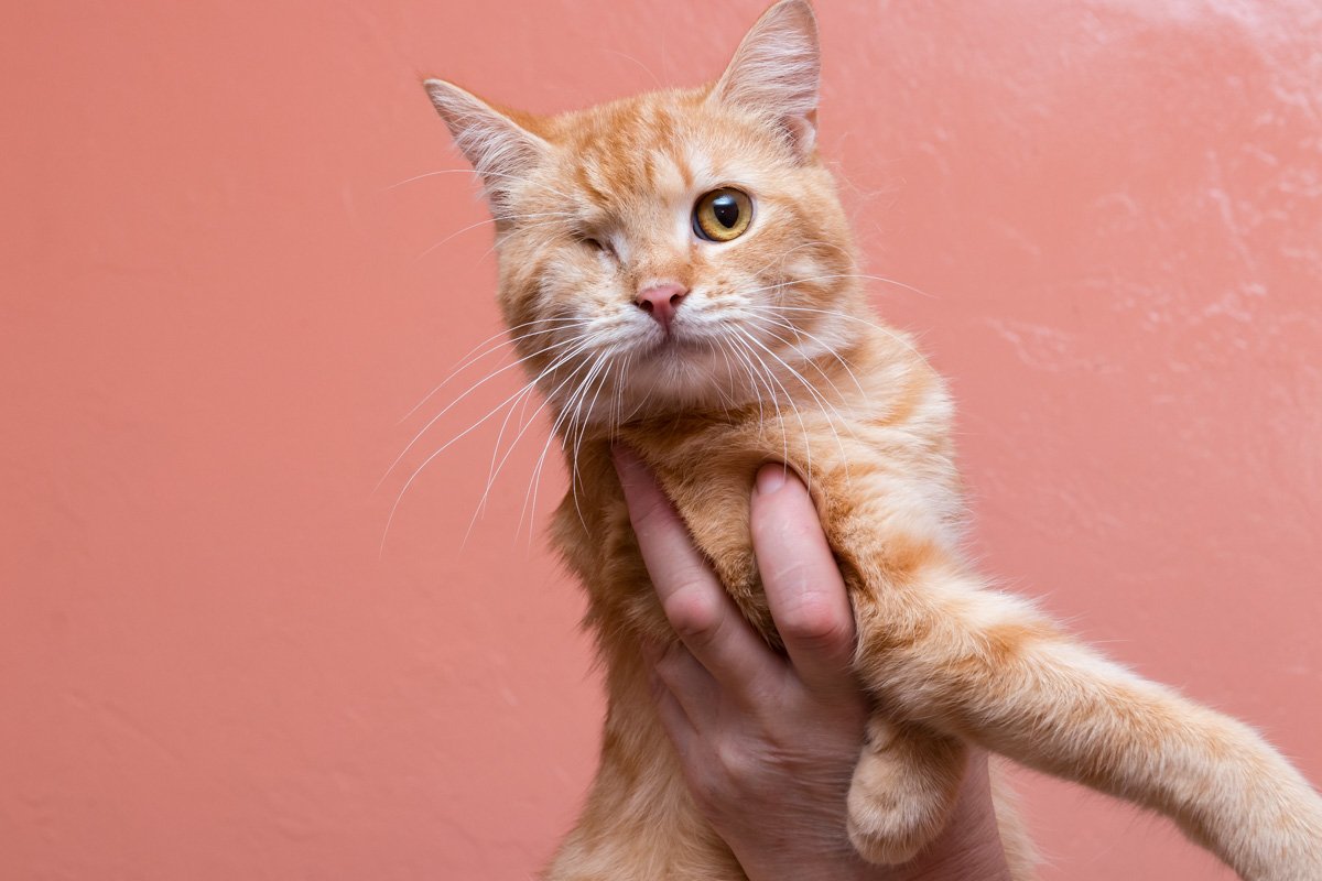 Маленький друг