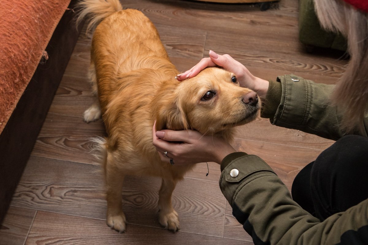 Лиза хочет домой