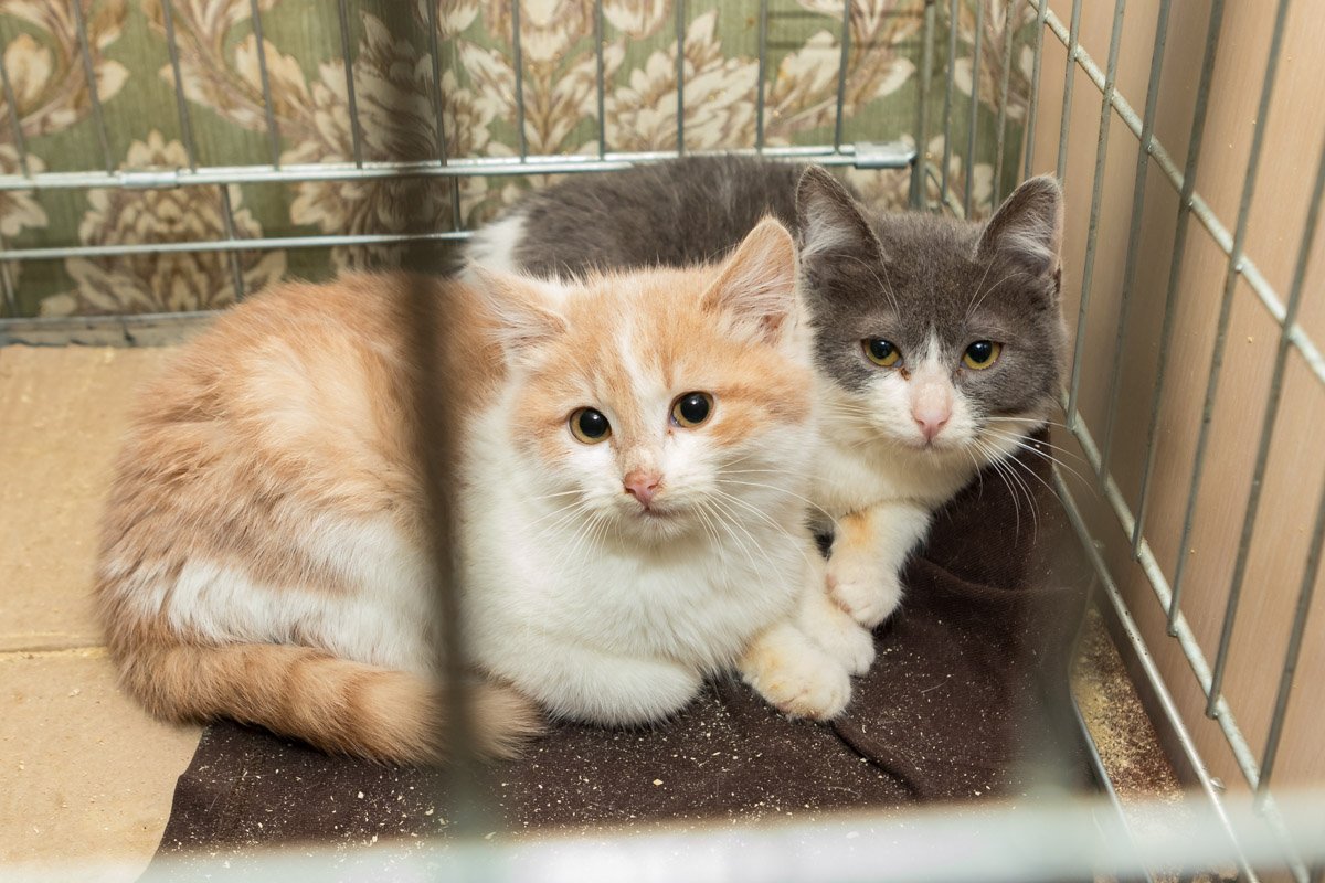 Просто посмотрите на них