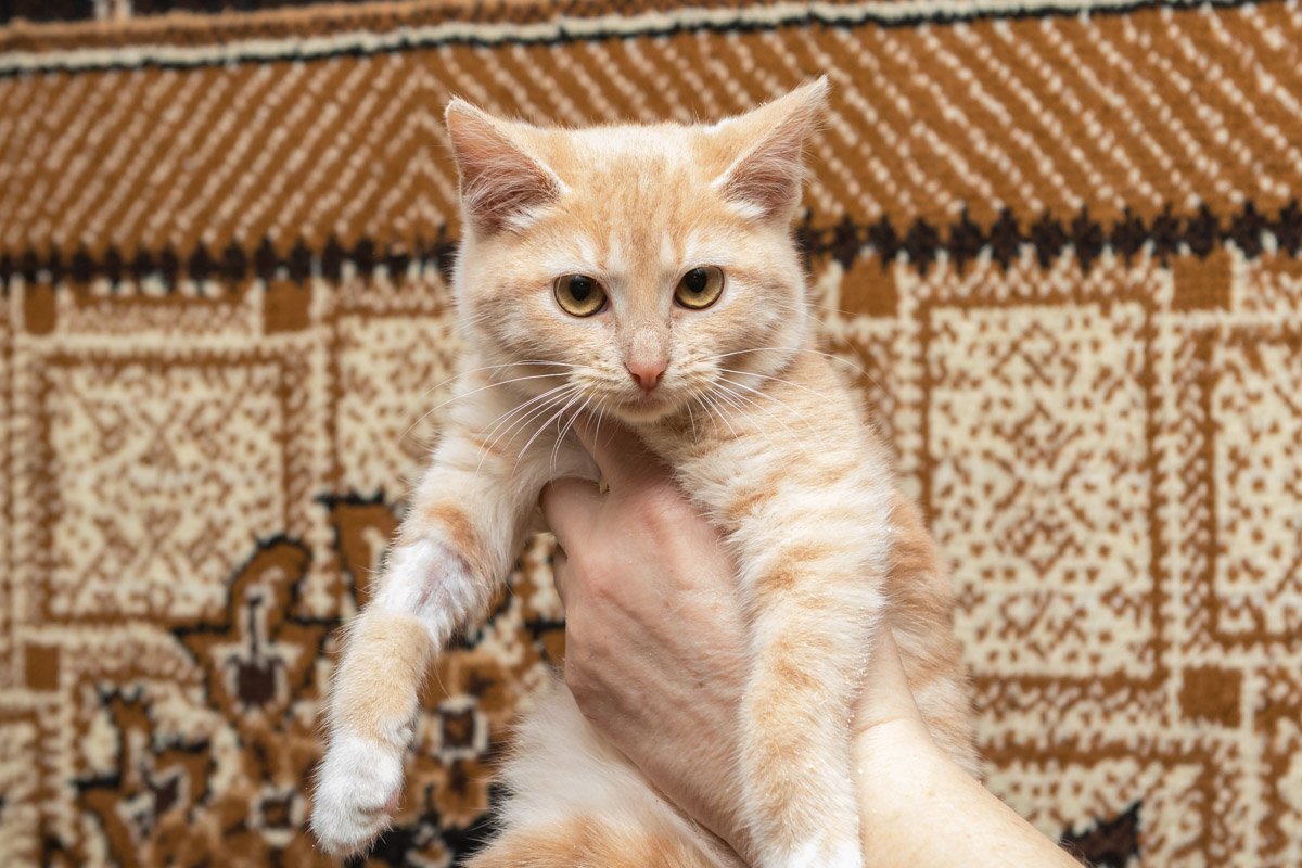 Хочет быть домашним