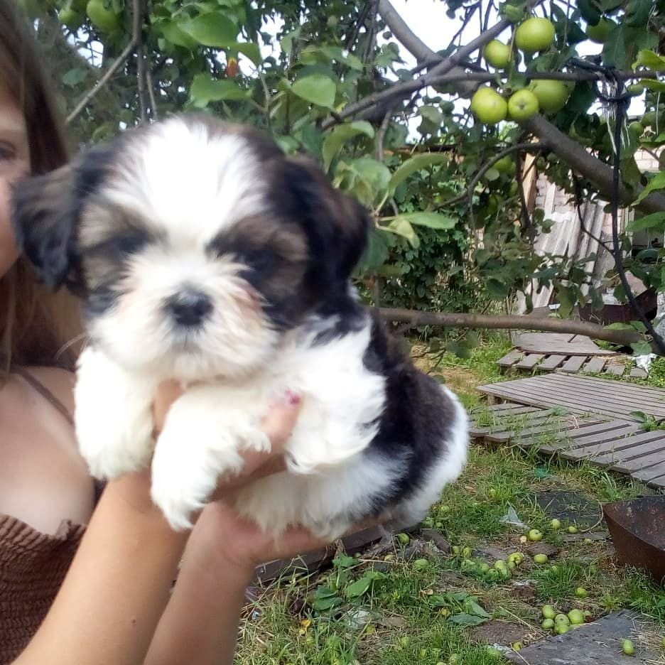 Малыш хочет домой Малыш хочет домой