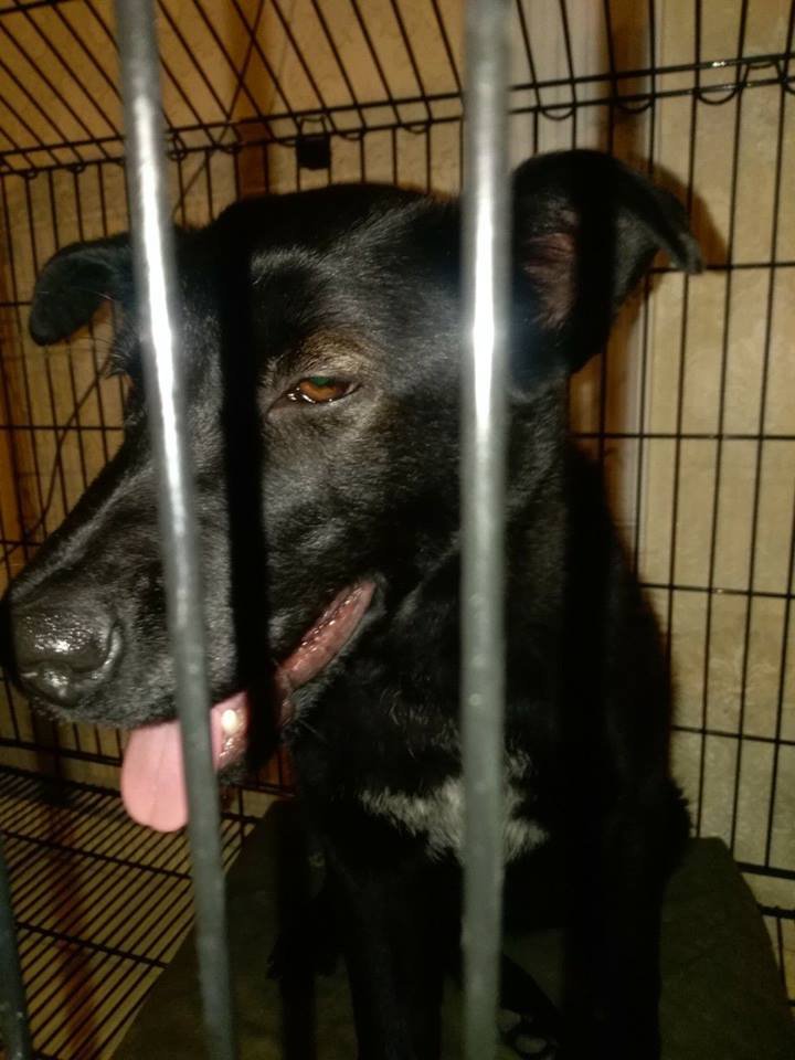 Я домашний, а не уличный Я домашний, а не уличный