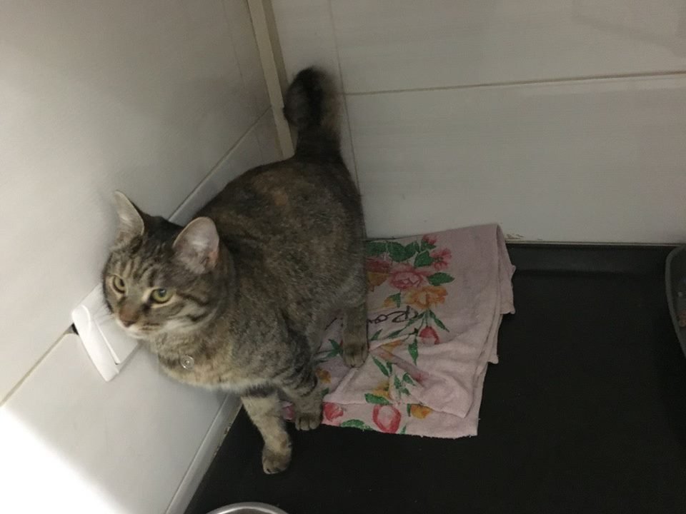 Нашлась кошка Нашлась кошка