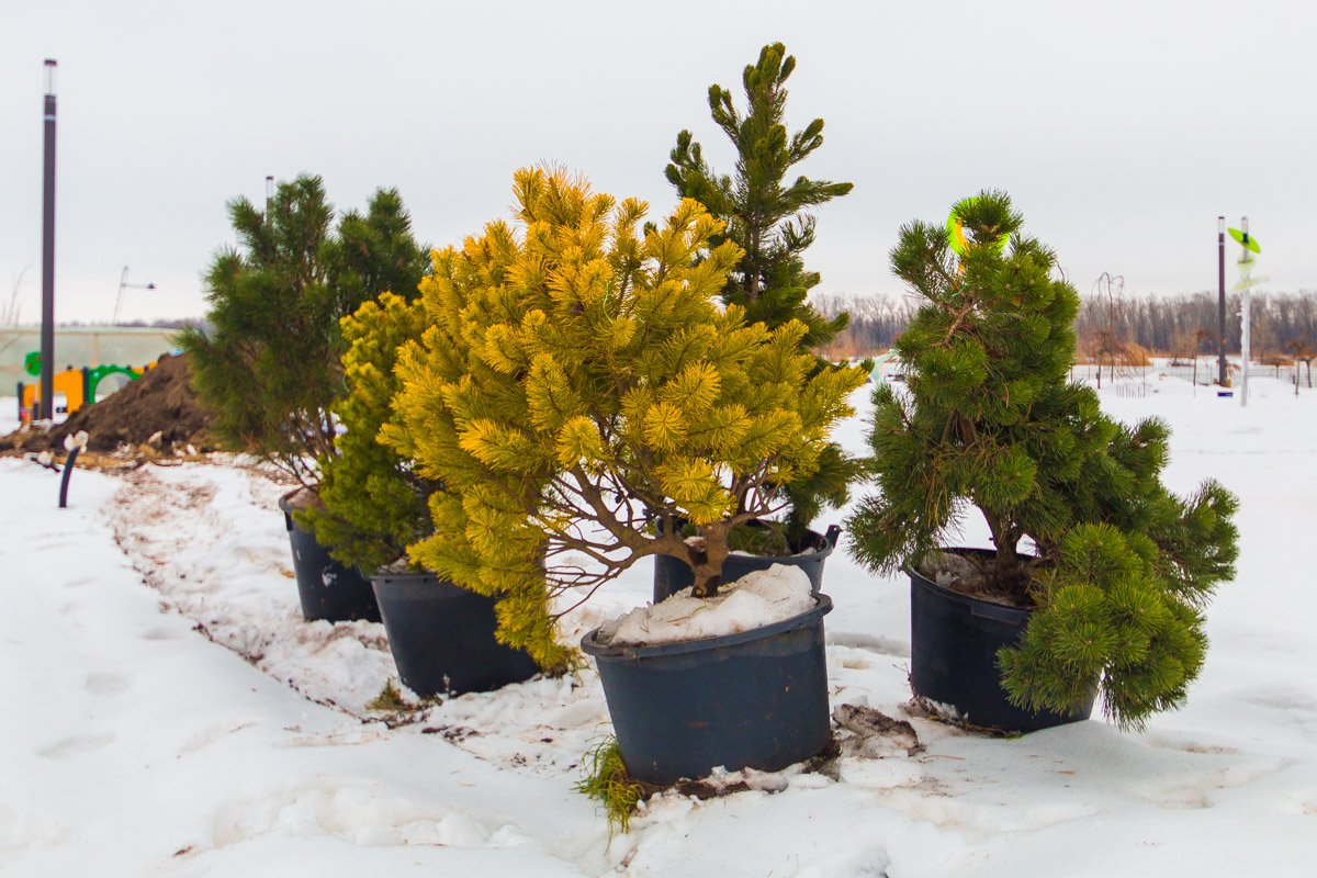 Скоро все озеленят