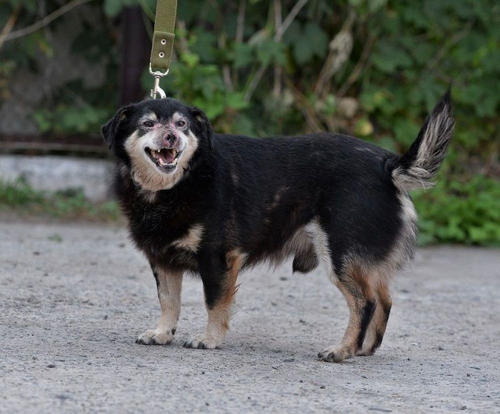 Злой снаружи - милашка внутри Злой снаружи - милашка внутри